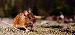 Отгоните мышей естественным путем: какие растения отпугивают грызунов