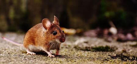 Відженіть мишей природним шляхом: які рослини відлякують гризунів