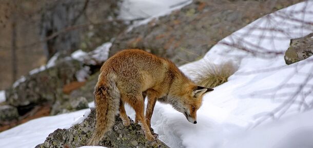Як виживають дикі тварини взимку і чим вони харчуються у люті холоди