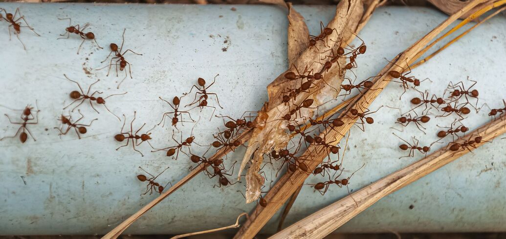 В Австралии заявили об опасности муравьёв, которые могут убивать домашних животных и даже людей