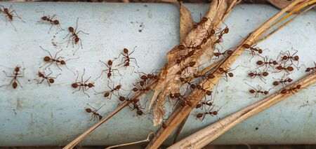 В Австралії заявили про небезпеку мурах, які можуть вбивати домашніх тварин і навіть людей