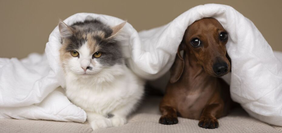Знакомство кошек и собак
