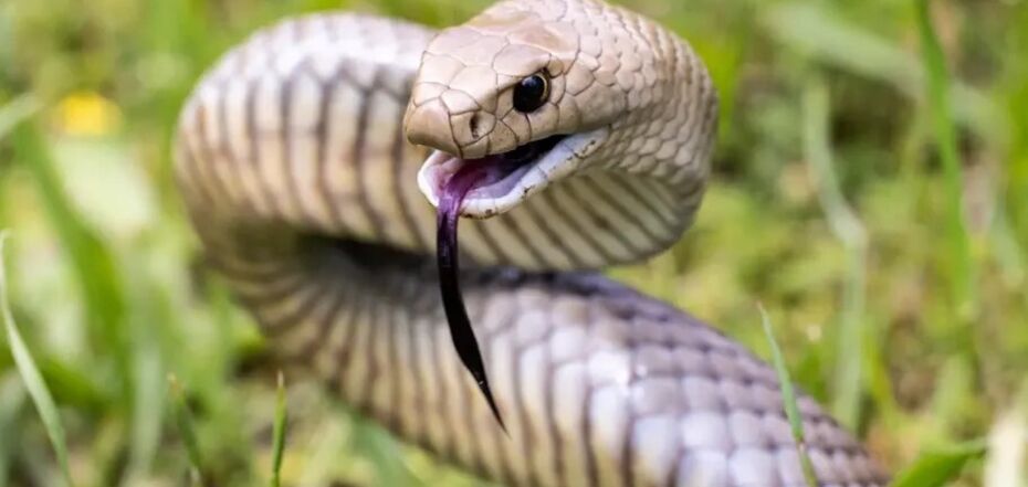 На пляже в Австралии заметили самую опасную змею: она просто пила воду из собачьей миски. Фото
