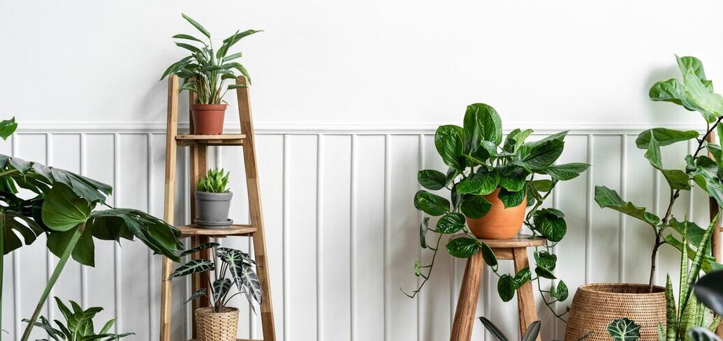 Способы улучшить цветение комнатных растений