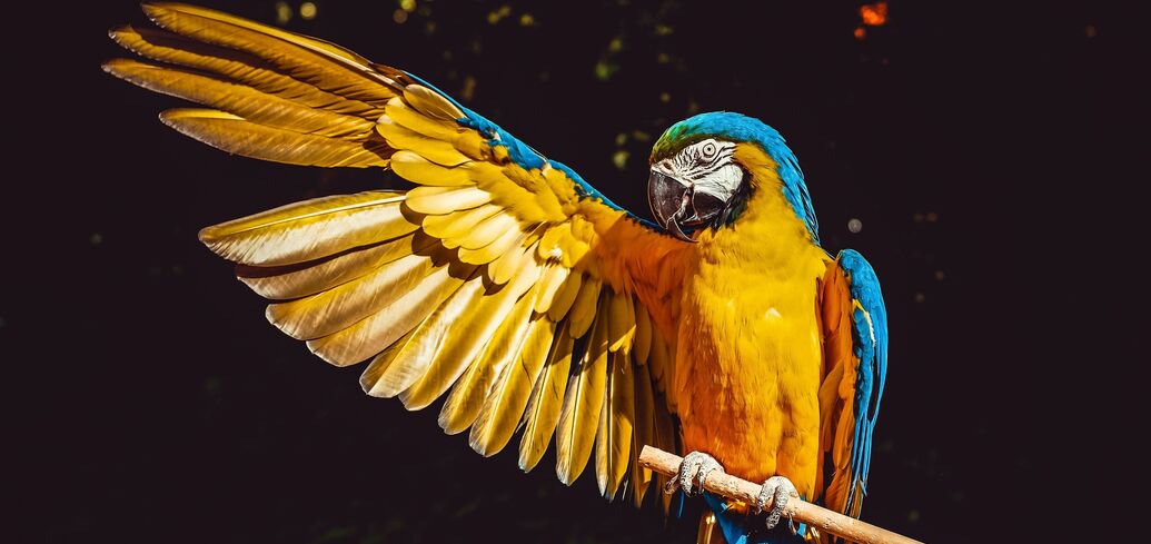 Эффективные лайфхаки для развития речи попугаев