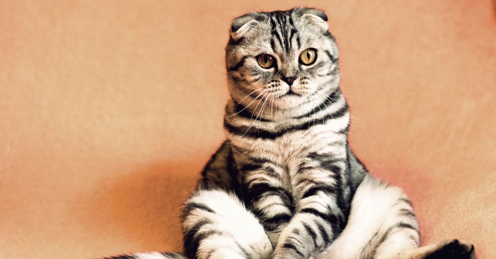 О чем думают коты – что значит мимика кошки – как понять свою кошку – как  расшифровать поведение кота