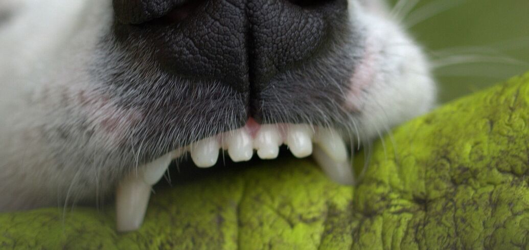 Ключевые советы для поддержания здоровья зубов собак