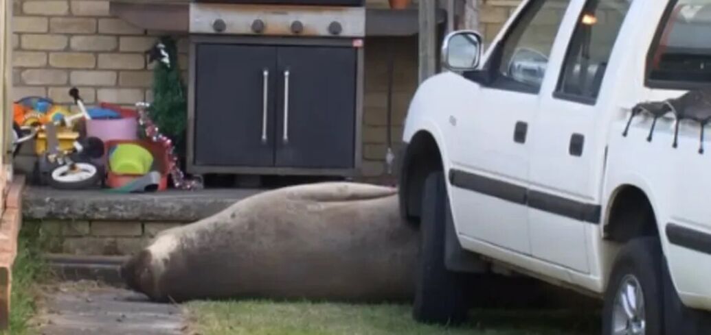 В Австралии 600-килограммовый тюлень устроил выходной женщине: он проник во двор и заблокировал авто