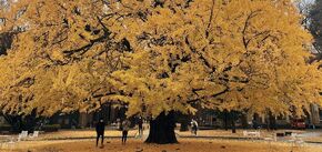 Уникальное дерево гинкго, которому 800 лет, удивляет в Южной Корее.