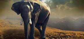 Невероятные кадры из Африки: львиный прайд преследует слона