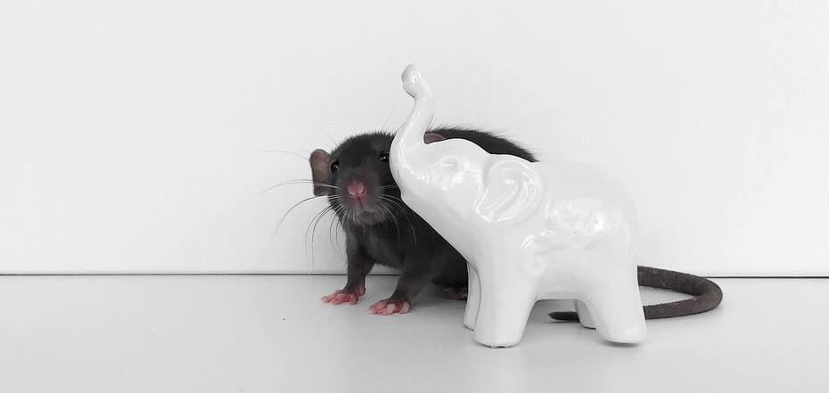 Методы борьбы с крысами
