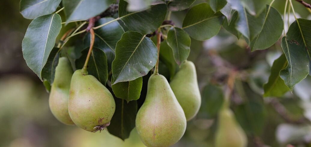 Поради, як підживити дерево груші