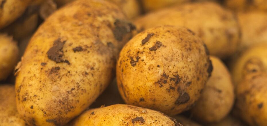Як правильно сортувати картоплю