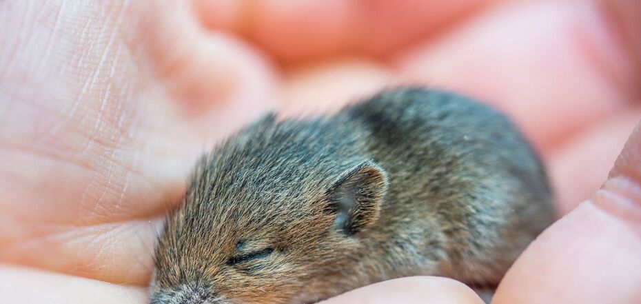 5 гуманных способов избавиться от мышей на даче: эффективные методы, не причиняющие вреда животным