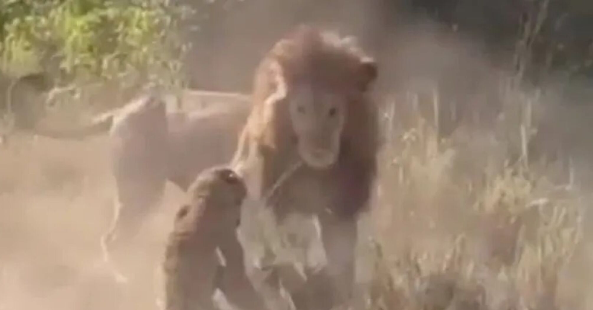 В Кении львы схватили несчастного леопарда на своей территории и тяжело ранили: видео