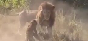 У Кенії леви схопили нещасного леопарда на своїй території і тяжко поранили: відео