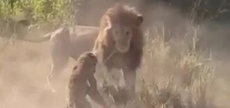 В Кении львы схватили несчастного леопарда на своей территории и тяжело ранили: видео