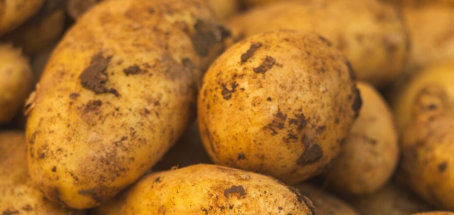 Почему парша появляется на картофеле