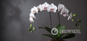 Пересадка орхідей