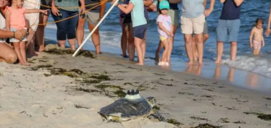 В США спасенных черепах отпустили обратно в океан после 8 мес. реабилитации
