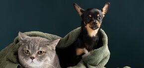 Як зробити так, щоб собака та кішка стали кращими друзями: поради та приклади