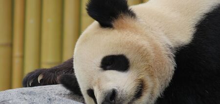 Гигантские панды, живущие в неволе, страдают от несоответствия условий их 'внутренним' часам