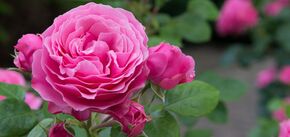 Зимівля троянд: Як забезпечити пишне весняне цвітіння