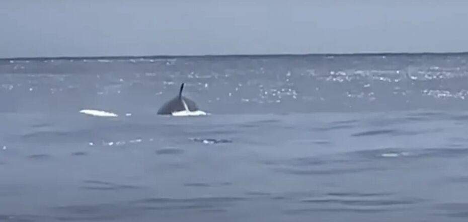 Редкого кита из вымирающего вида заметили на побережье Техаса. Видео