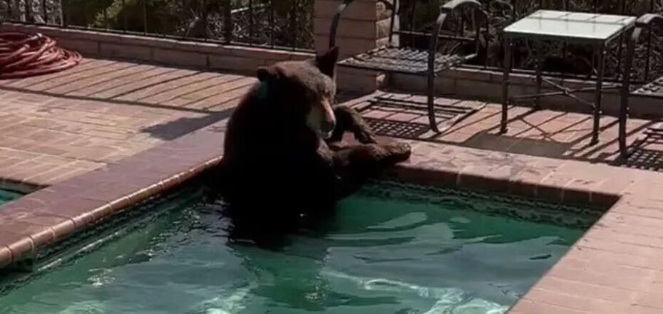 В Калифорнии медведь скупался в бассейне, чтобы охладиться. Видео