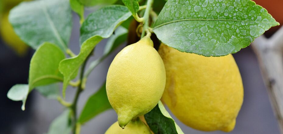Як виростити лимонне дерево вдома.