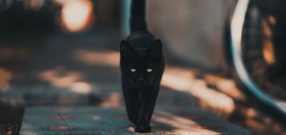 Суеверия о черном коте