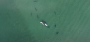 Стая акул в Австралии разорвала кита: дрон снял видео в высоком качестве
