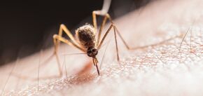 Как защититься от мошек и комаров: практические советы
