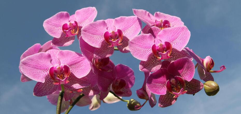 Правила ухода за орхидеями