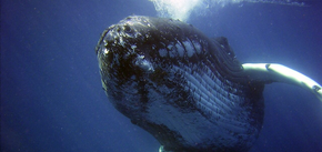 Спасение животного: сотрудники Национального парка спасли горбатого кита на Аляске
