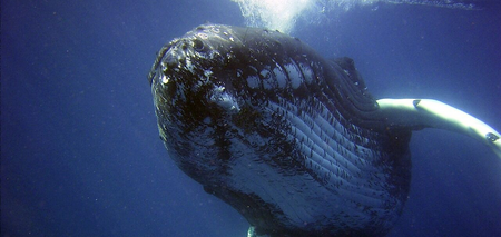 Порятунок тварини: співробітники Національного парку врятували горбатого кита на Алясці