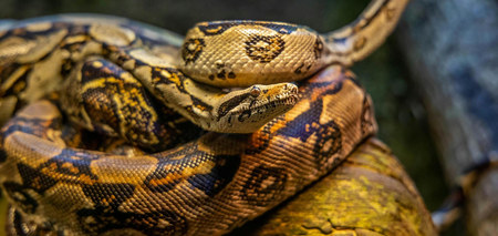 Ожиріння домашніх змій: неосвічені власники перегодовують своїх улюбленців