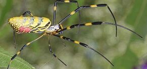 Гигантские 8-дюймовые пауки из Китая 'прорываются' в США: насколько они опасны