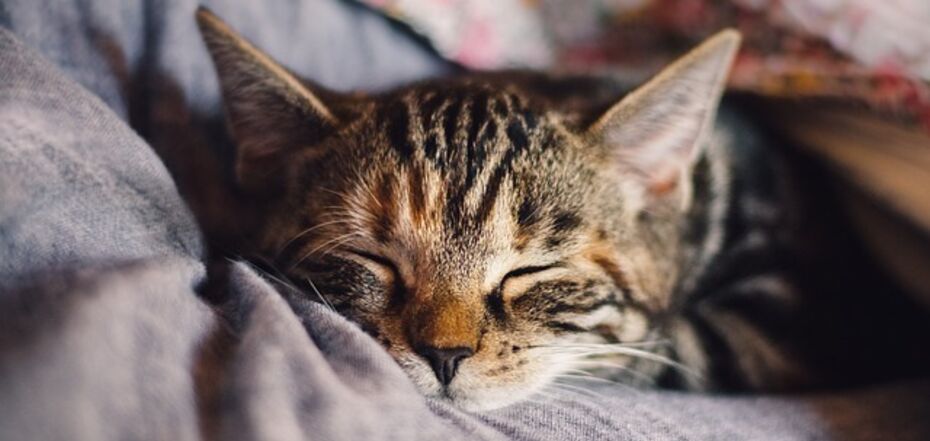 Народные приметы о кошках - кот трется о ноги и прищуривает глаза – что  означает место, где спит кот