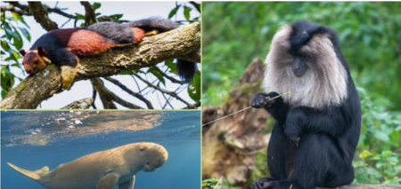 Эти животные вас удивят: 5 редких представителей фауны, сохранившихся в джунглях Индии