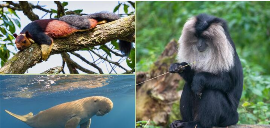 Ці тварини вас здивують: 5 рідкісних представників фауни, що збереглися в джунглях Індії