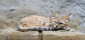 Как выживают барханные кошки в пустыне и что угрожает этому виду