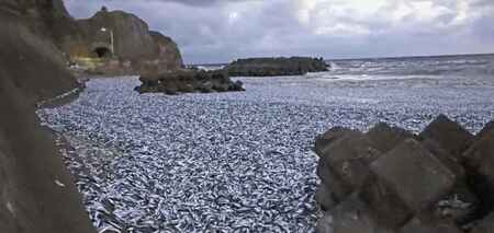В Японии на берег выбросило около 1200 тонн рыбы
