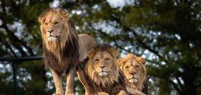 Что вы знаете о львах: 5 интересных фактов о повадках этого свирепого хищника