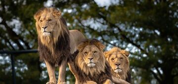 Что вы знаете о львах: 5 интересных фактов о повадках этого свирепого хищника