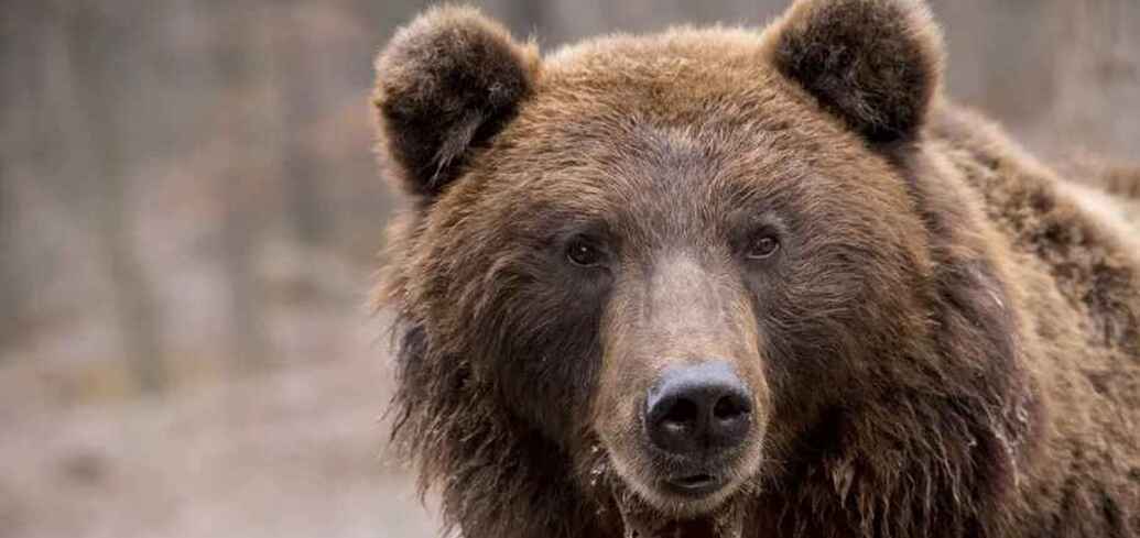 Законопроект штата Флорида позволит узаконить убийство медведей на вашей территории с целью самозащиты
