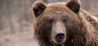Законопроект штата Флорида позволит узаконить убийство медведей на вашей территории с целью самозащиты