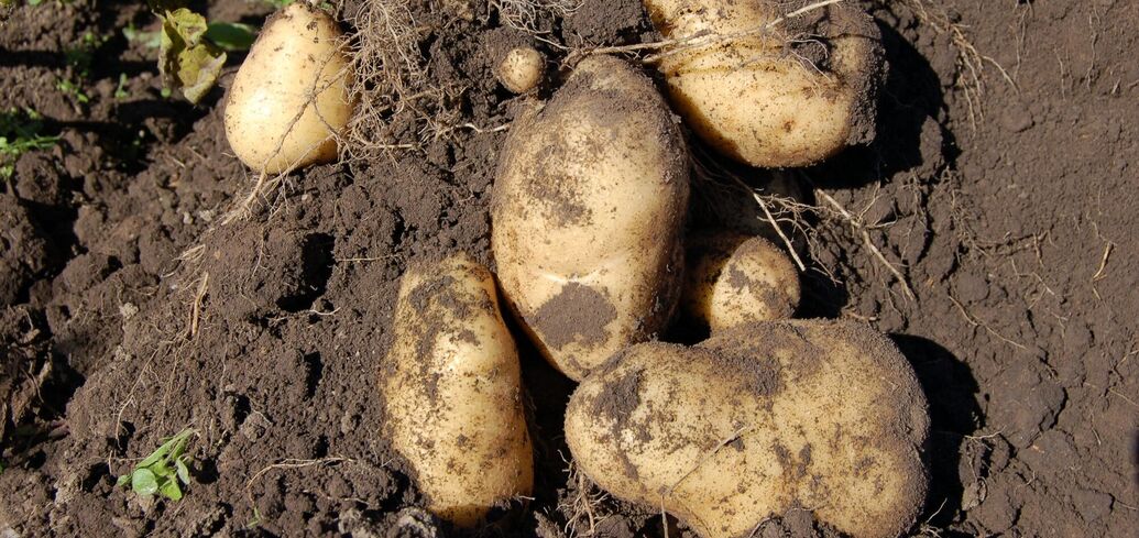 Інгредієнт, який може значно підвищити врожайність картоплі