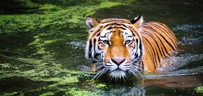 Все, що вам потрібно знати про тигрів: 5 дивовижних фактів про найбільших у світі кішок