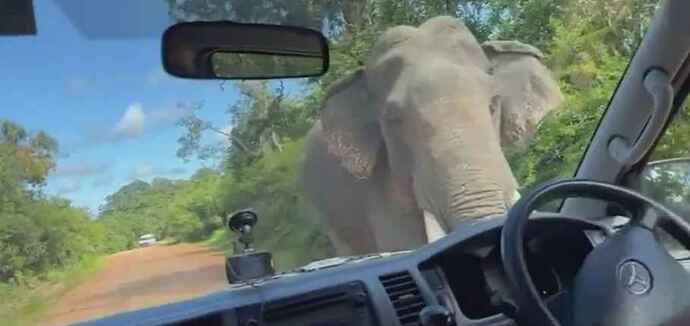 Голодный слон напал на туристов в Шри-Ланке